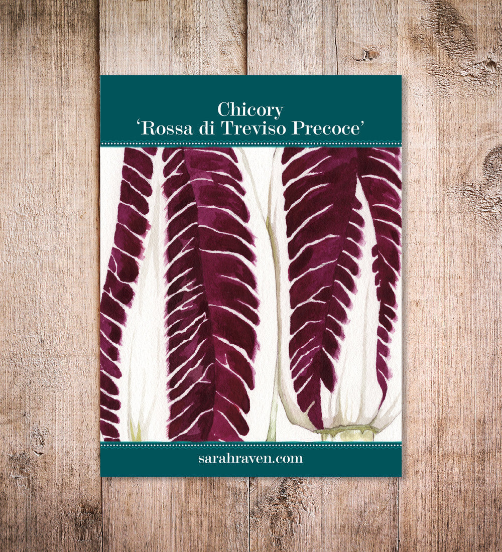 Sarah Raven Seeds Chicoree Rossa di Treviso Saatgut 1000 Samen