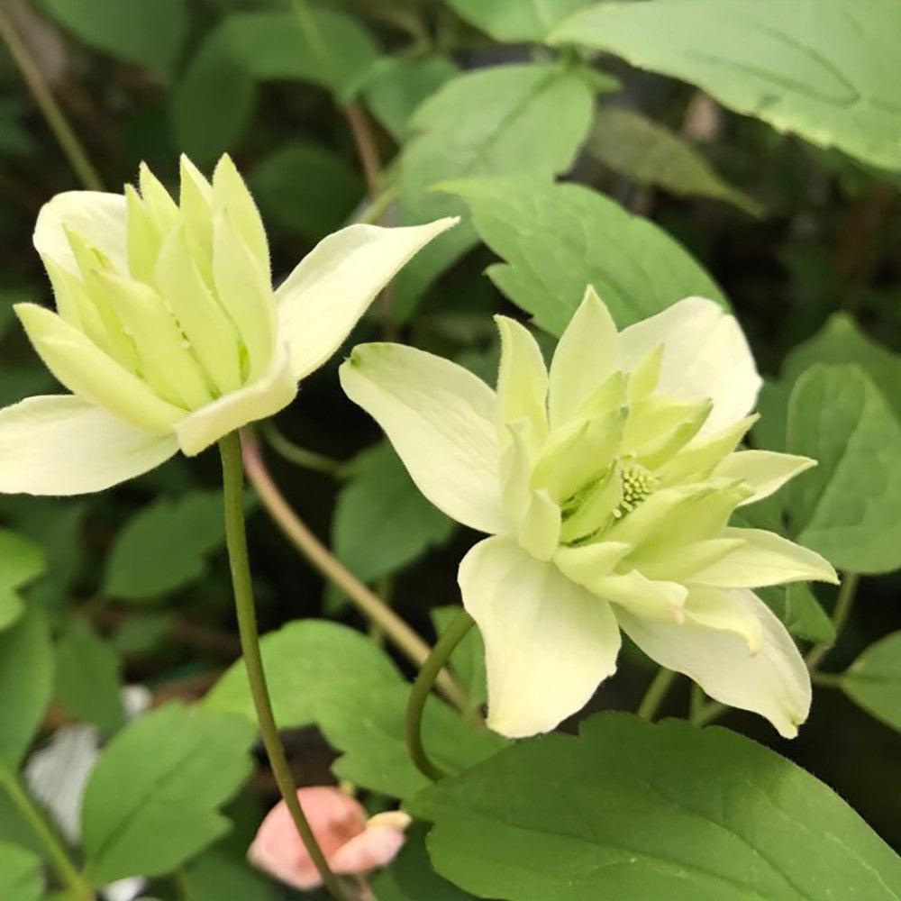 Sarah Raven Clematis montana Primrose Star Pflanze 2L gelb