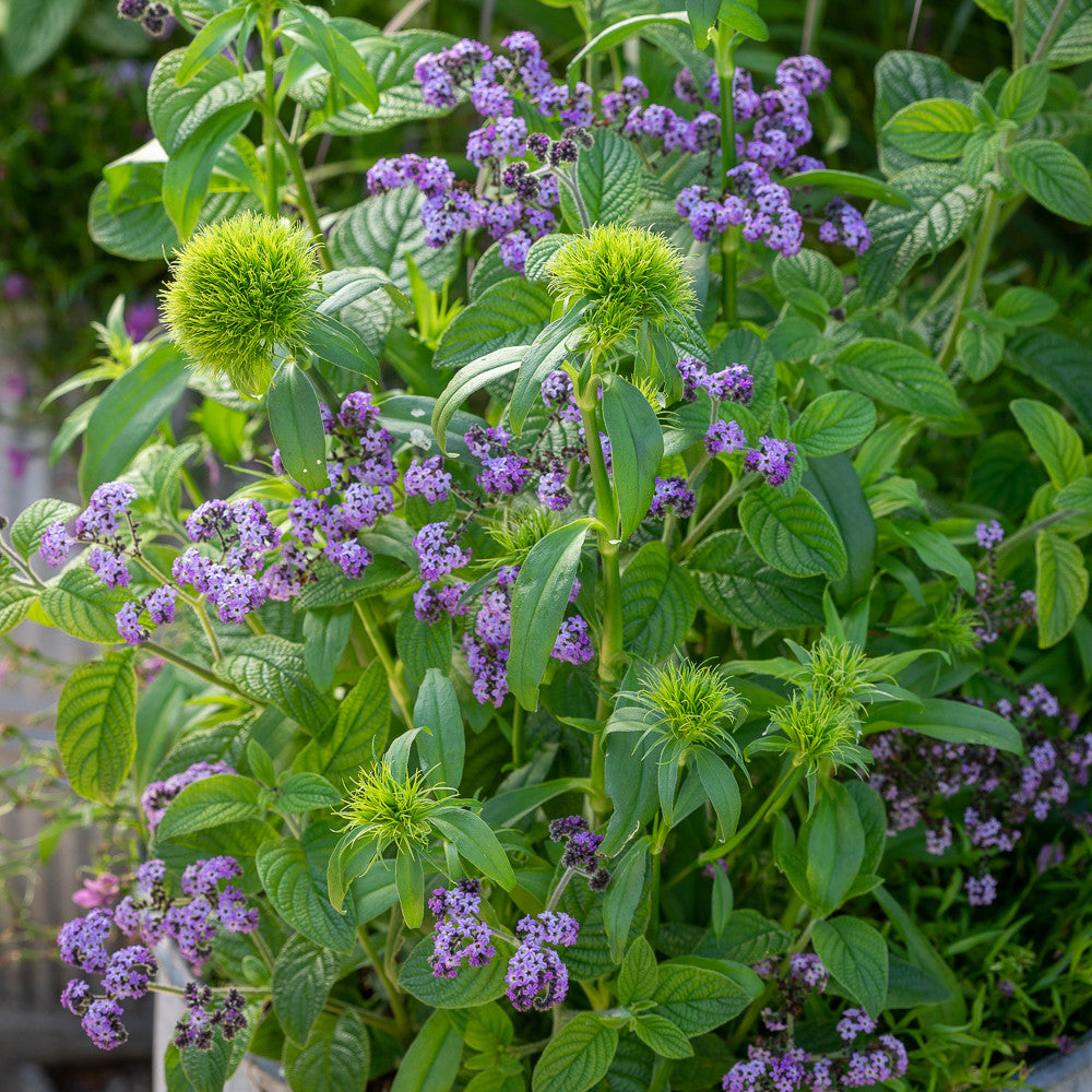 Sarah Raven Plants Heliotropium Reva Duftpflanze 3x9cm Topf