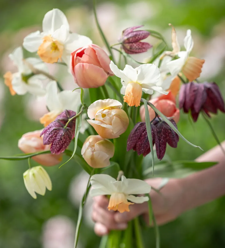 Sarah Raven Bulbs Posy Blumenzwiebeln 50 Stück Frühling
