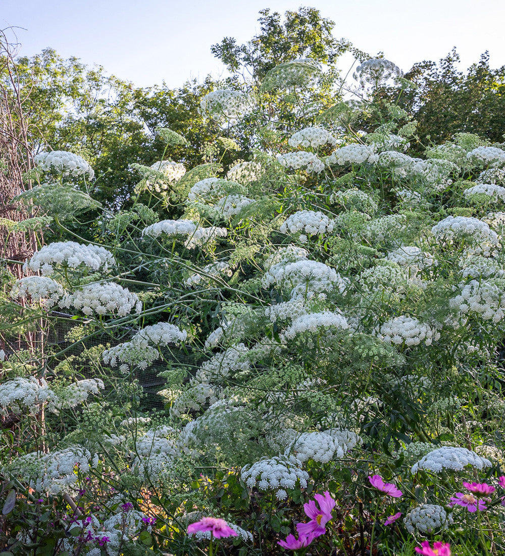 Sarah Raven Ammi majus Blumensamen 500 Samen weiß