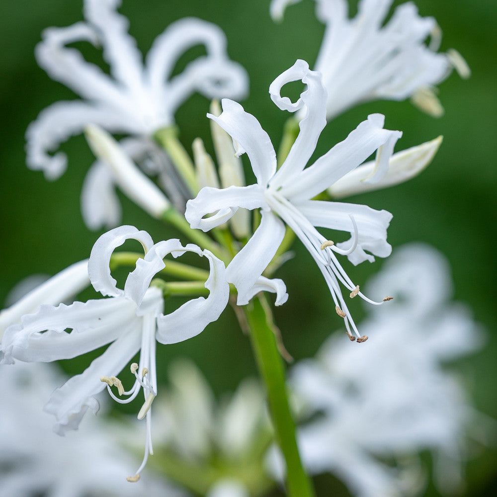 Sarah Raven Bulbs Border Nerine Collection Blumenzwiebeln 25
