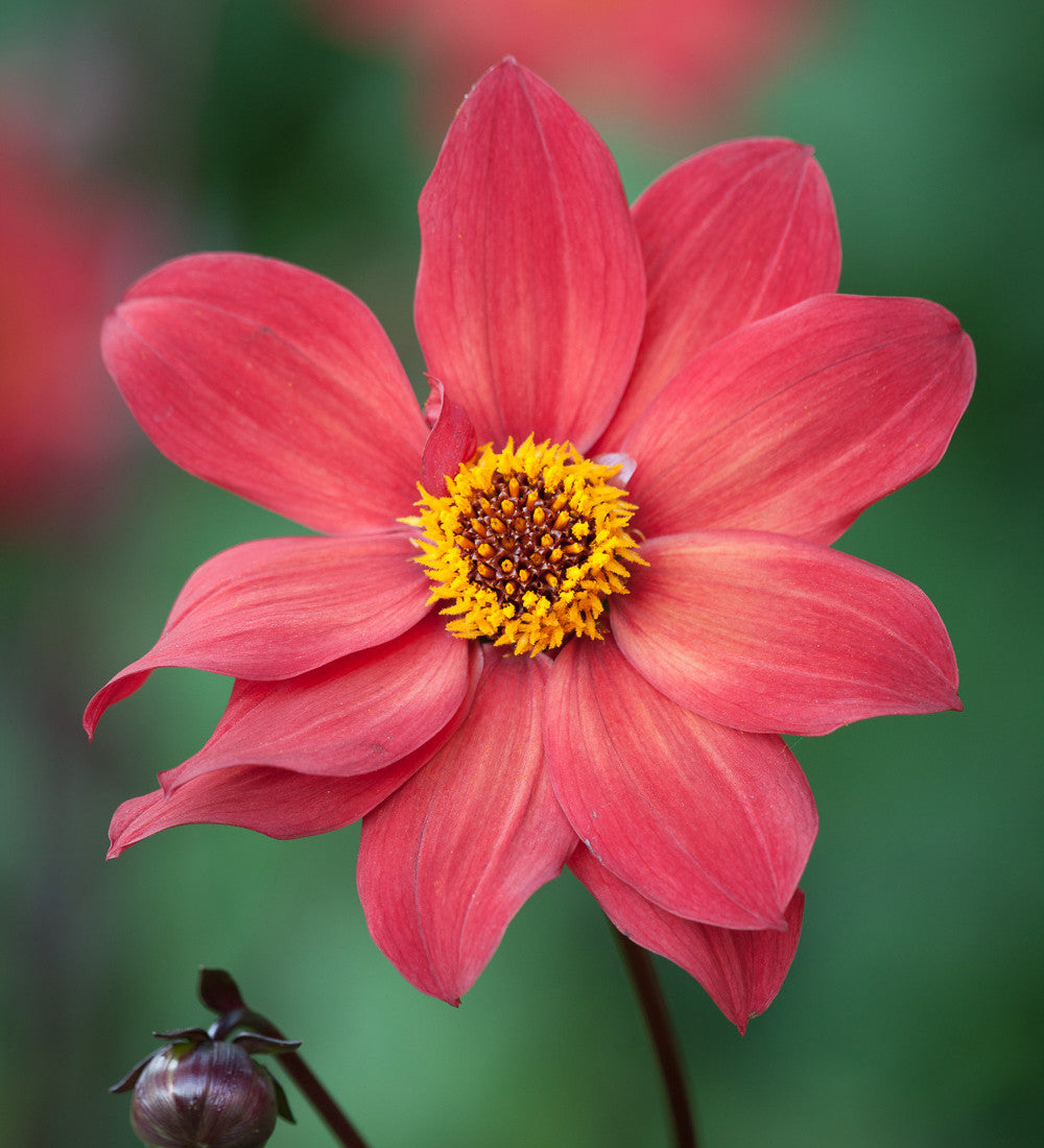 Sarah Raven Bulbs Dahlia Schipper's Bronze Knolle 1 Knolle kupfer