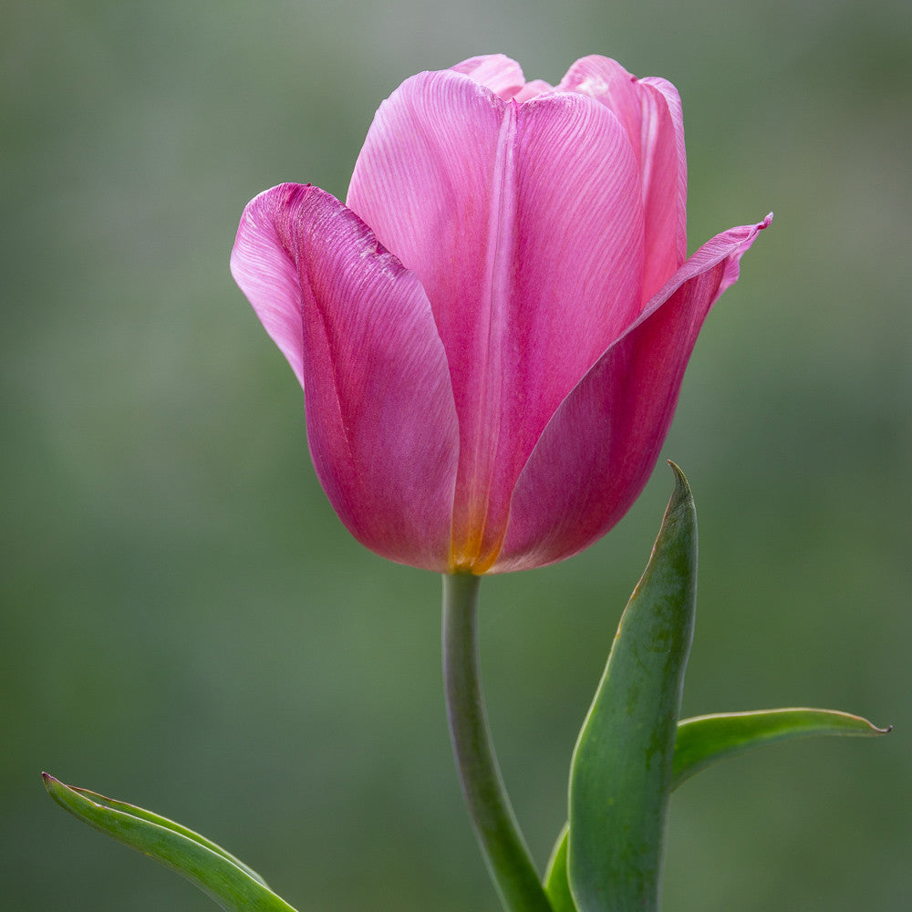 Sarah Raven Bulbs Mellow Tulip Blumenzwiebeln 25 Stück vintage