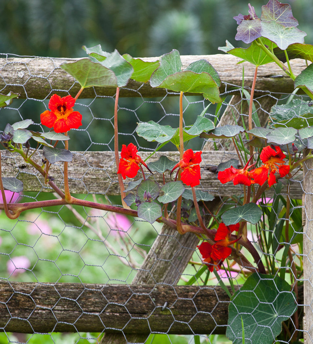 Sarah Raven Seeds Kapuzinerkresse Empress of India Samen 25 Stk