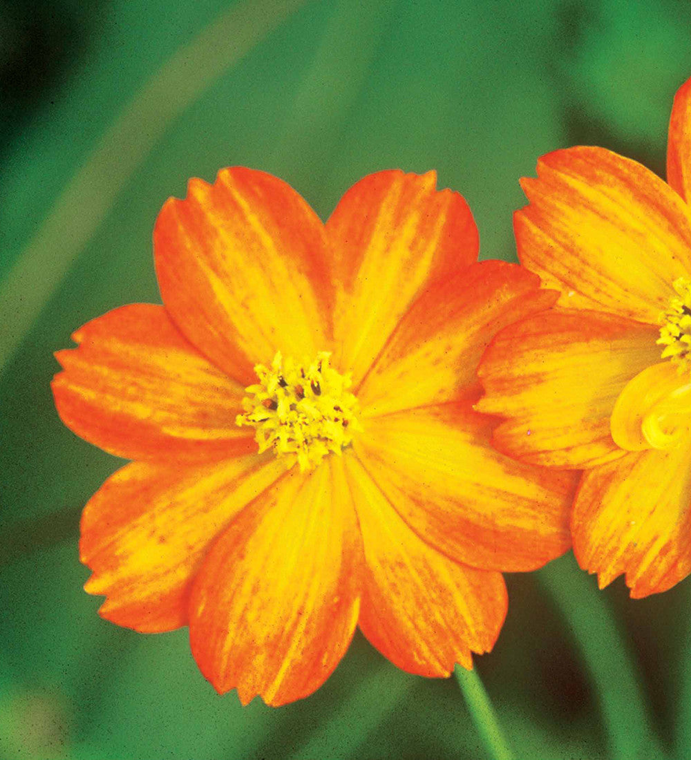Sarah Raven Cosmos Bright Lights Samen 100 Samen orange