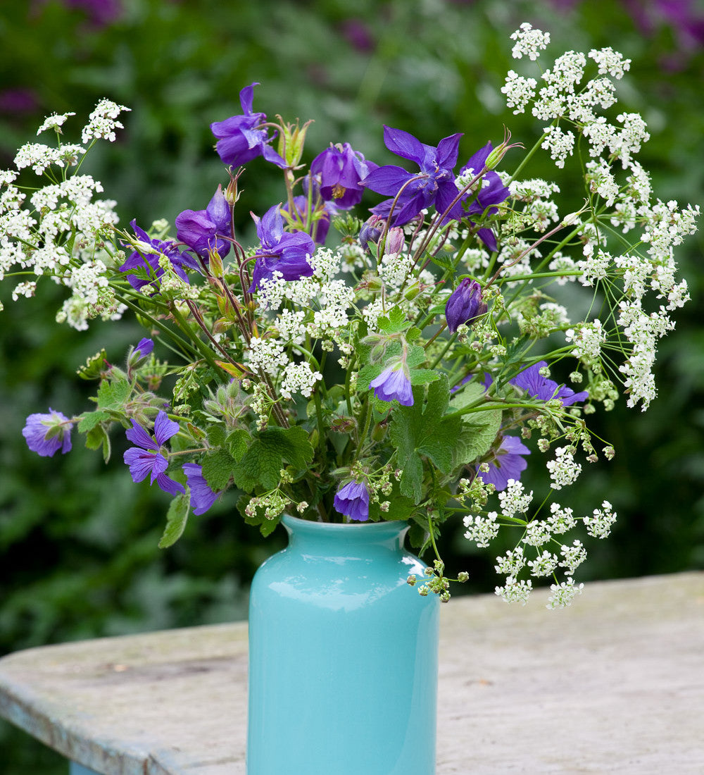 Sarah Raven Plants Aquilegia Hensol Harebell Akelei Samen 100 Samen Lila