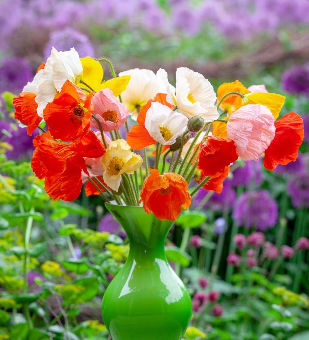 Sarah Raven Plants Papaver Champagne Bubbles Mix Islandmohn 6x 9cm