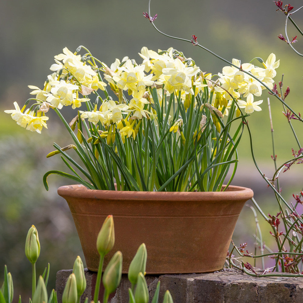 Sarah Raven Bulbs Narzisse Moonlight Sensation 10 Blumenzwiebeln duftend