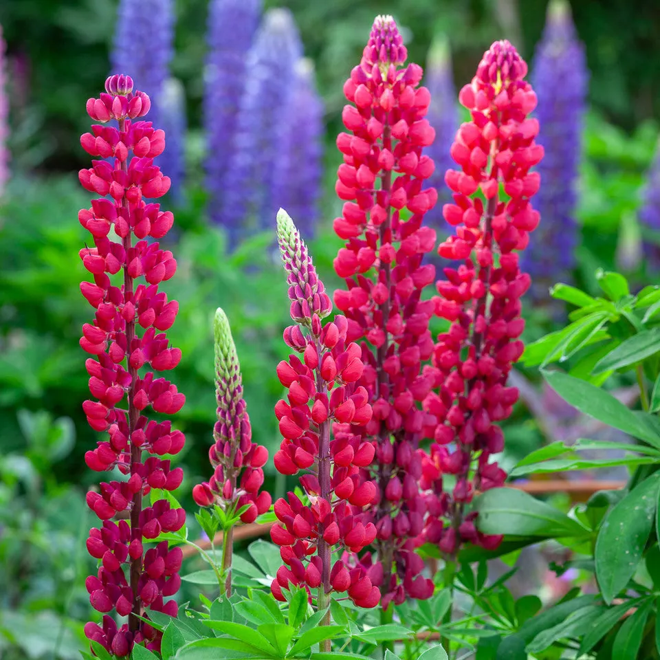 Sarah Raven Plants Lupinus My Castle Lupine 3x 9cm weinrot