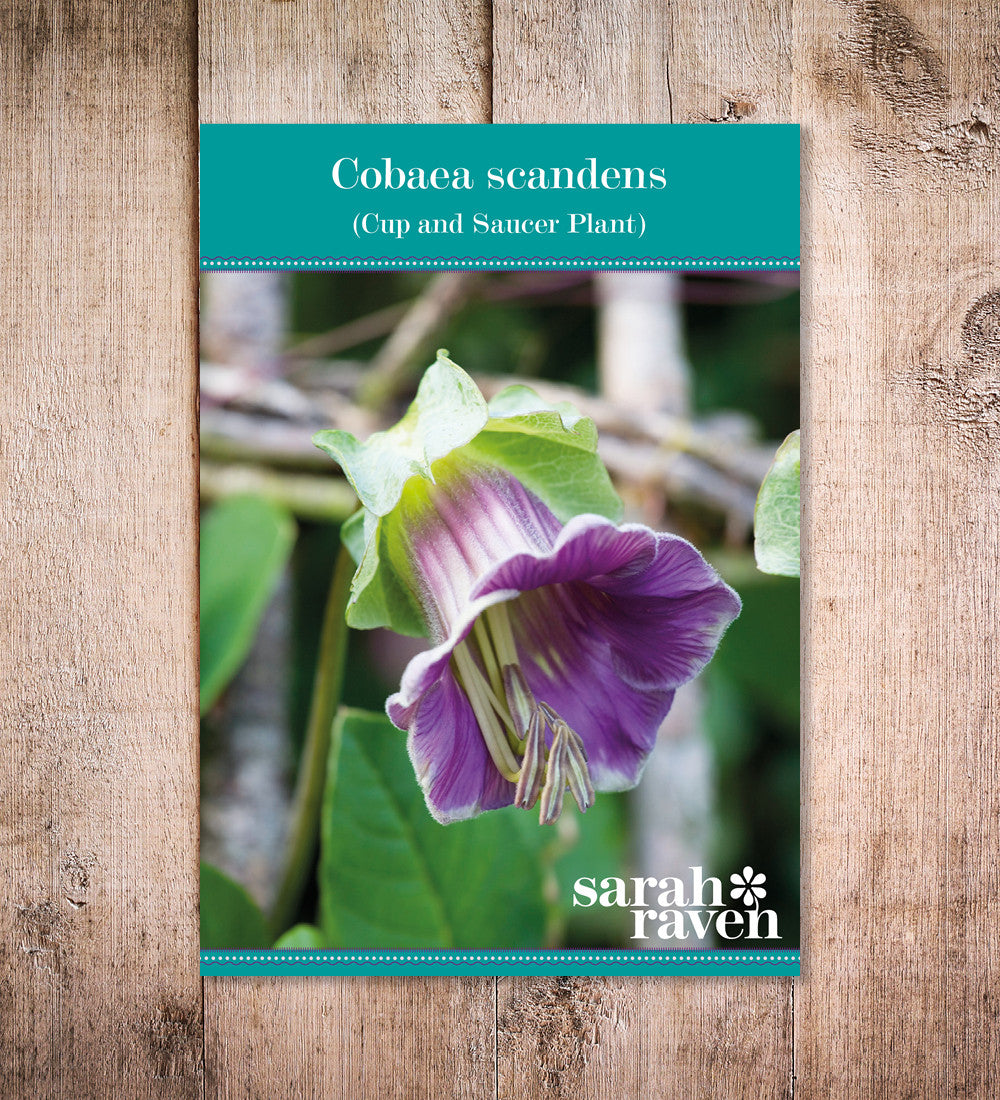 Sarah Raven Cobaea scandens Samen 20 Stück Kletterpflanze
