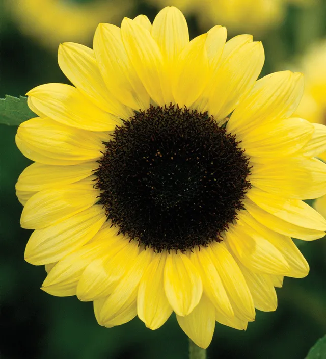 Sarah Raven Seeds Sonnenblumensamen Valentine 20 Samen gelb