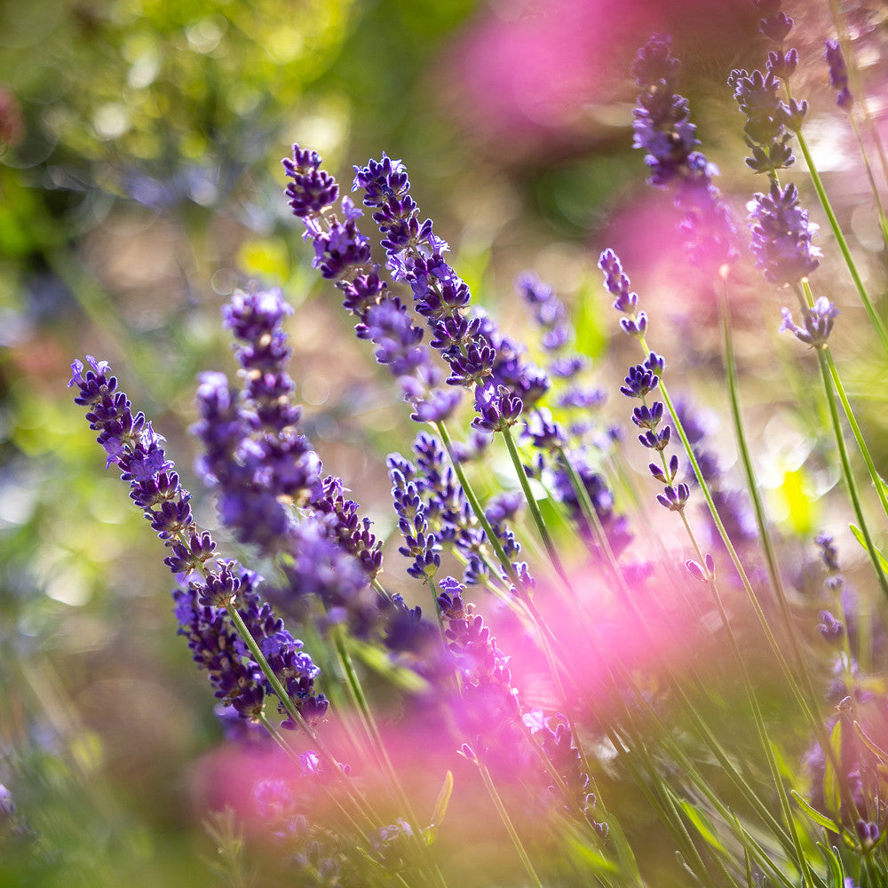 Sarah Raven Plants Lavendel Hidcote Pflanze 3x 9cm duftend lila