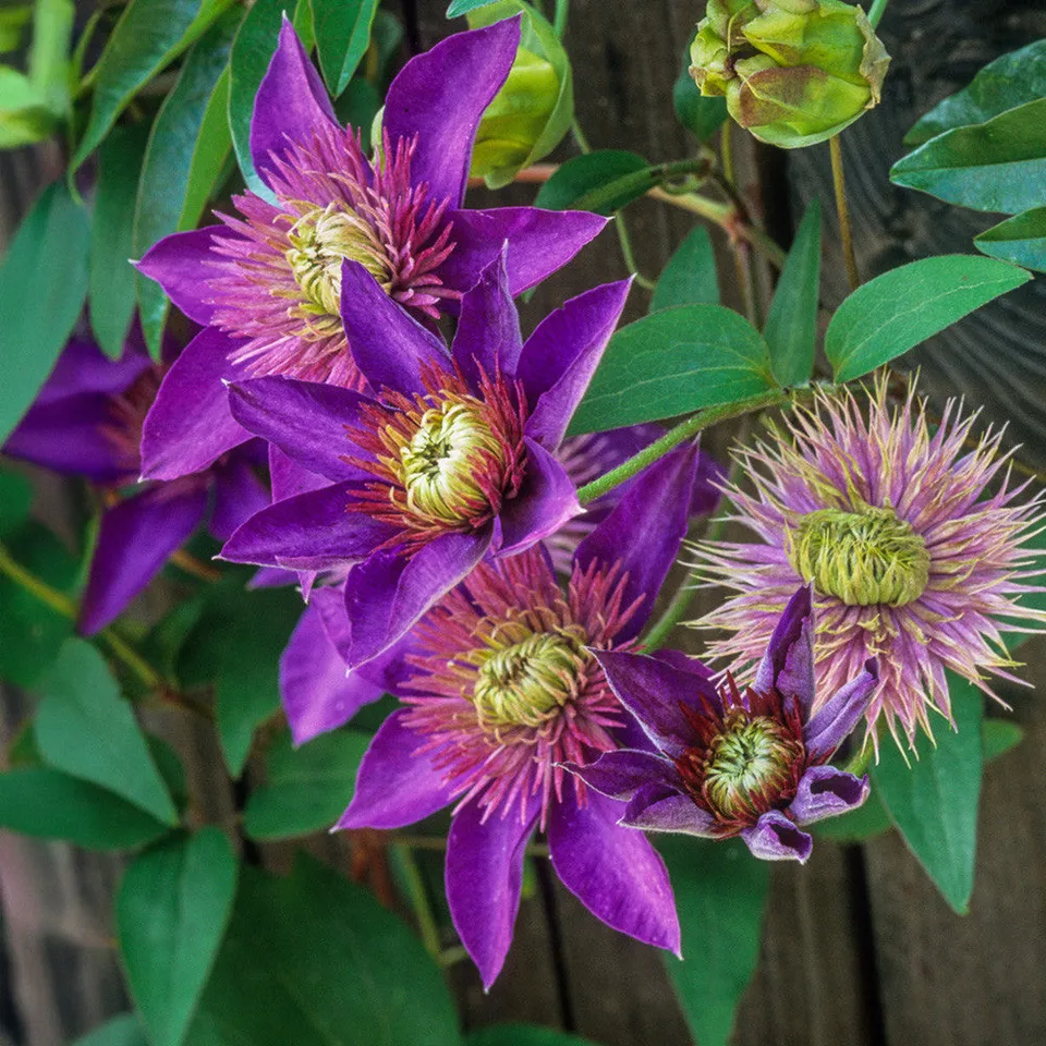 Sarah Raven Plants Clematis Multi Blue Pflanze 2-Liter-Topf blau