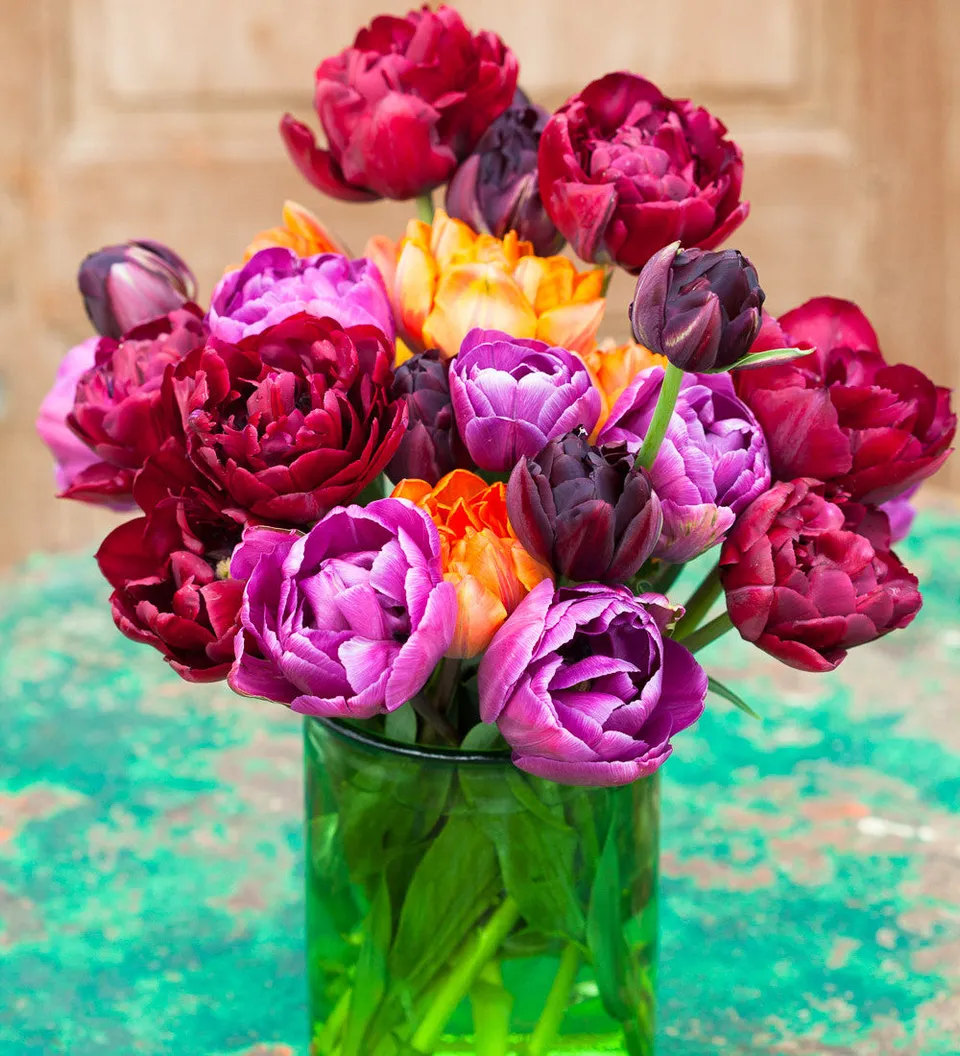 Sarah Raven Bulbs Dark Peony Tulpenzwiebeln 20 Stück gefüllt