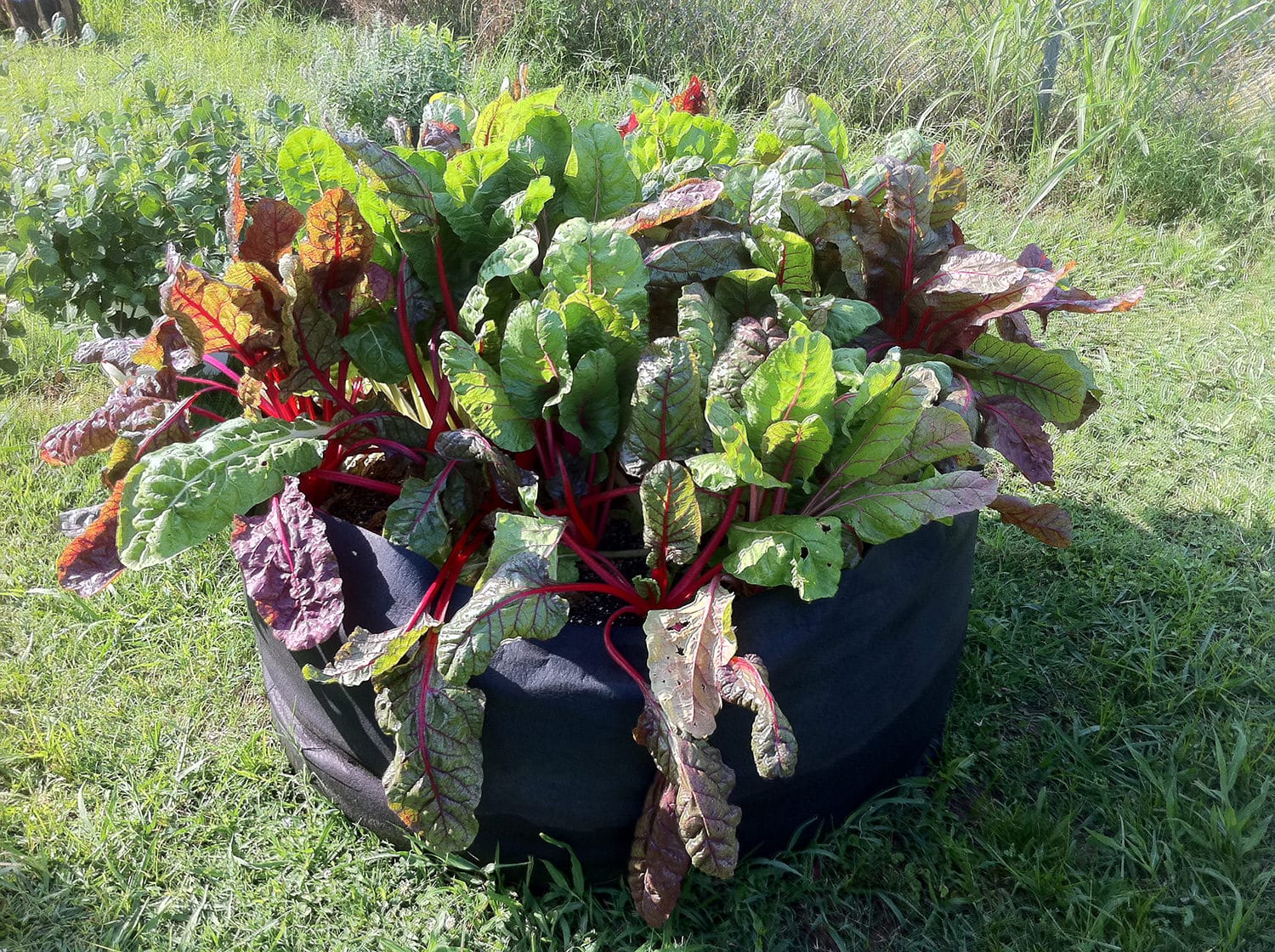 Smart Pot Raised Beds Round Raised Bed Hochbeet 36 Inch Schwarz Stoff