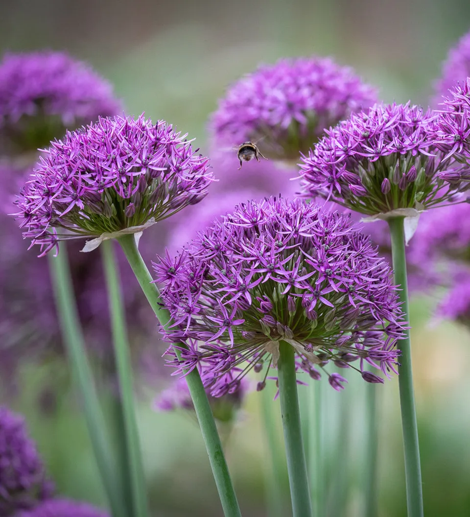 Sarah Raven Bulbs Zierlauch Violet Beauty Blumenzwiebeln 15 Stück