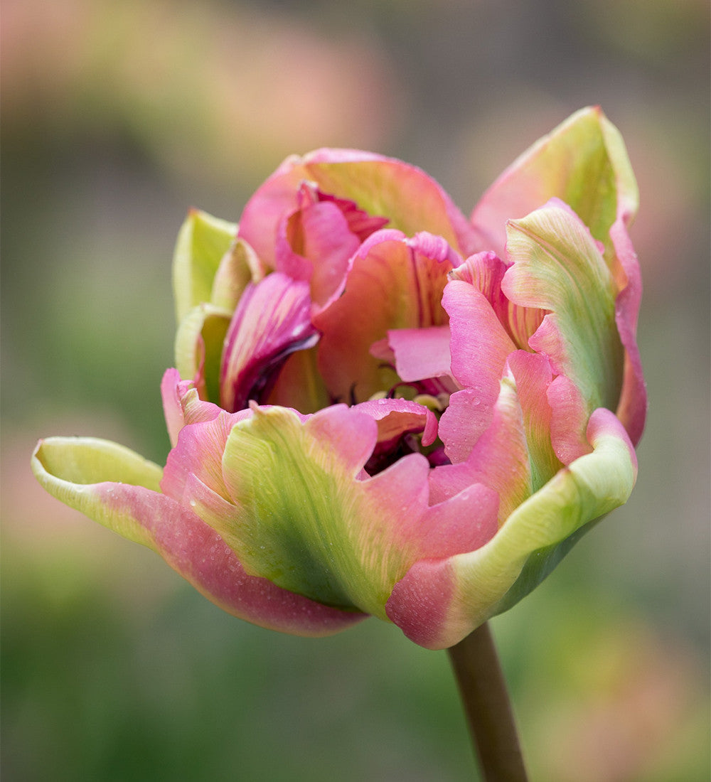 Sarah Raven Bulbs Marmorierte Tulpen Kollektion 40 Zwiebeln