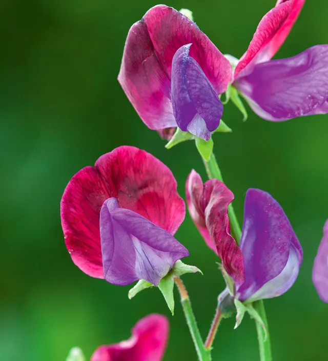 Sarah Raven Seeds Sweet Pea Cupani Wicken Samen 20 Samen duftend
