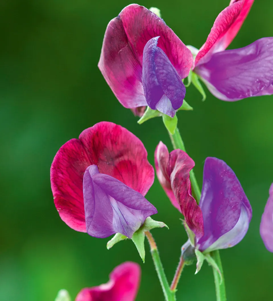Sarah Raven Seeds Sweet Pea Cupani Wicken Samen 20 Samen duftend