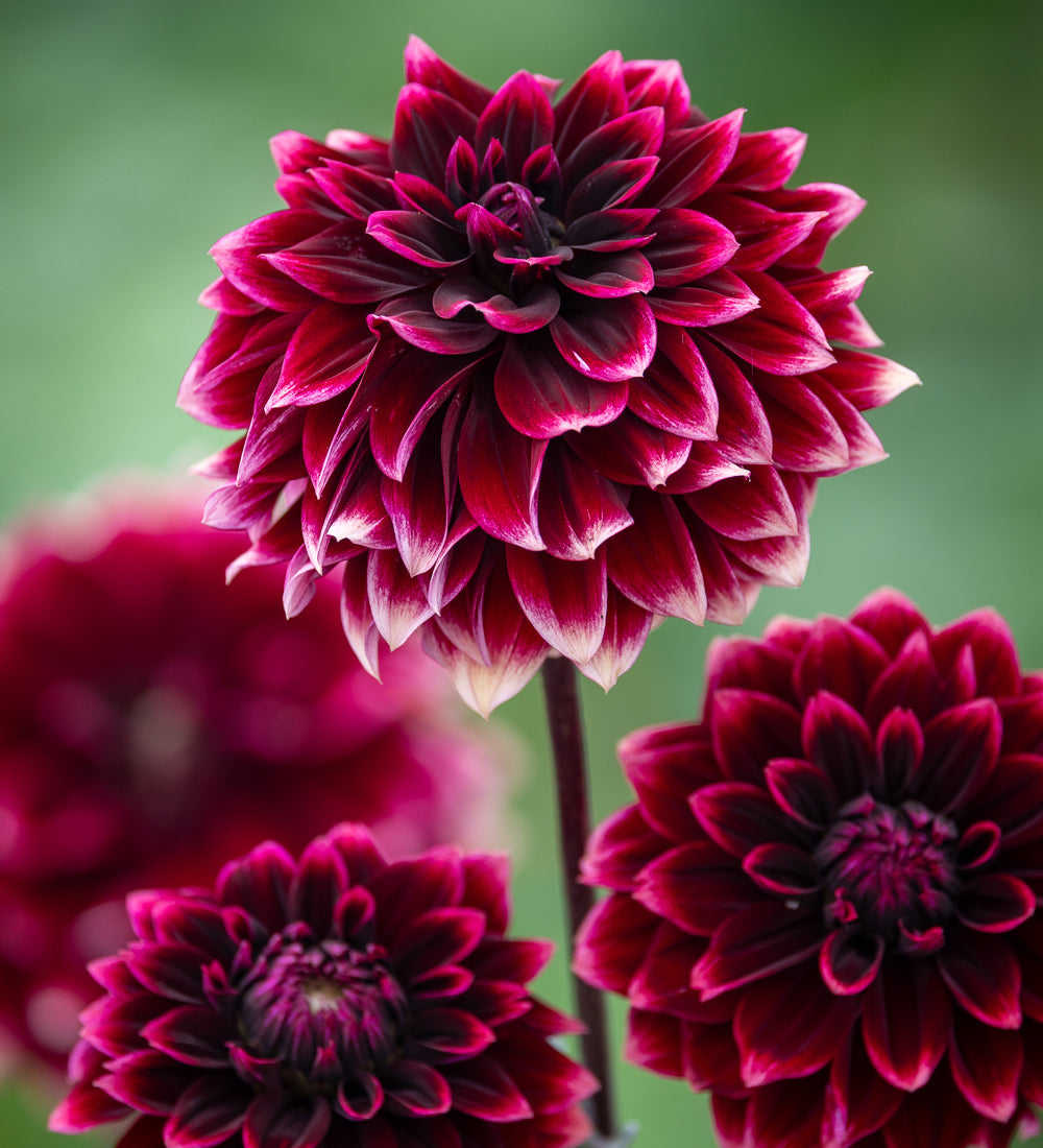 Sarah Raven Dahlia Sissinghurst Dahlienknolle dunkelrot
