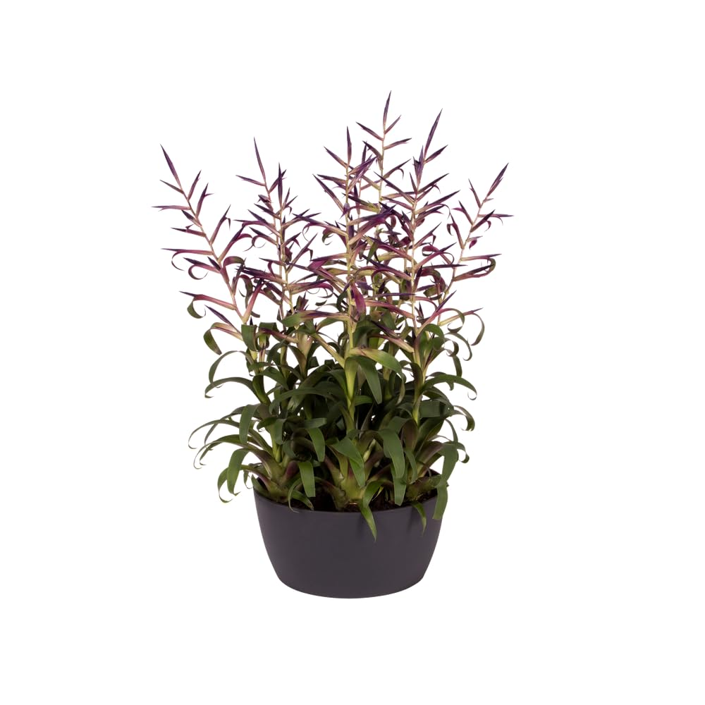 elho Brussels Pflanzschale Anthracite 23 cm wasserdicht