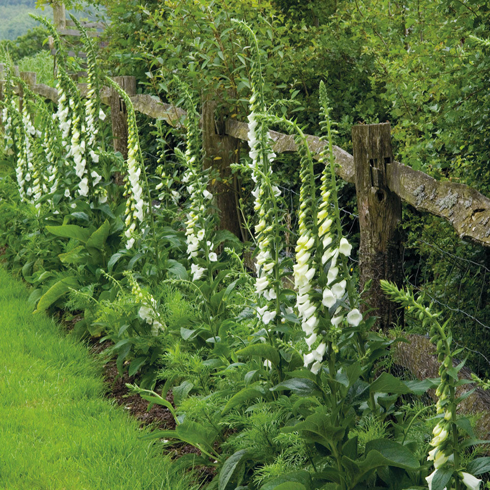 Sarah Raven Plants Digitalis Albiflora Fingerhut Samen 340 Stück creme