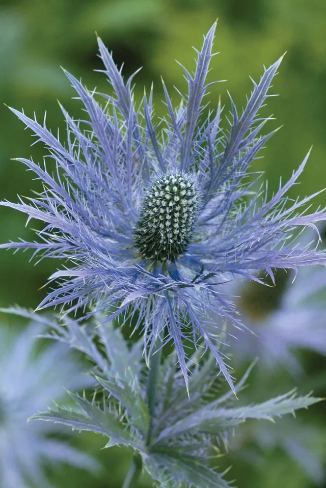 Sarah Raven Plants Eryngium alpinum Samen 50 Samen blau