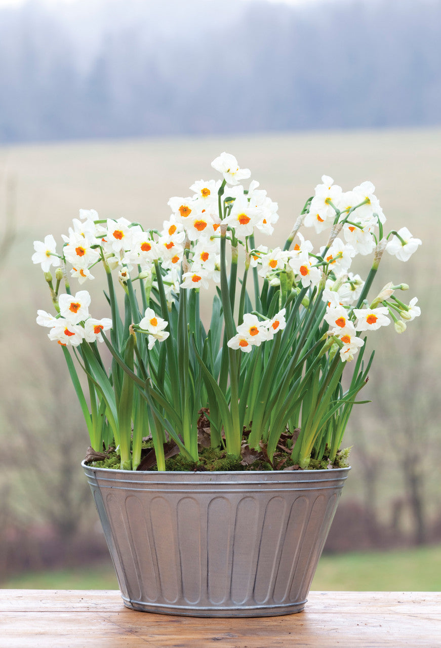 Sarah Raven Bulbs Scented Indoor Narcissus Collection Blumenzwiebeln 15 Stück