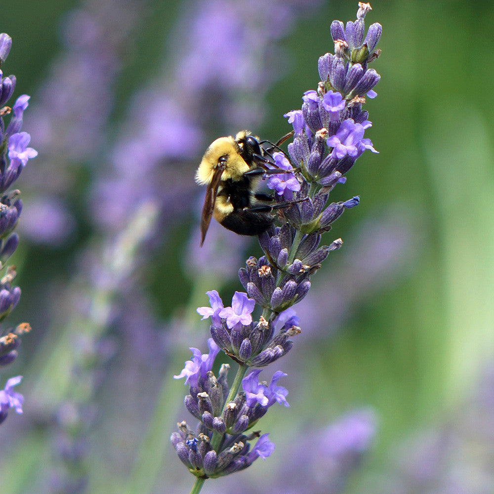 Sarah Raven Lavendel Phenomenal Pflanze 3x 9cm Topf