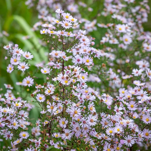 Sarah Raven Plants Aster Pink Cloud Pflanze 2 Liter Topf