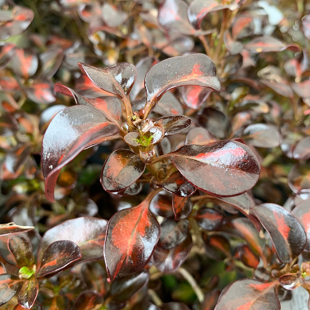 Sarah Raven Plants Coprosma Scarlet O'Hara Strauch 2L