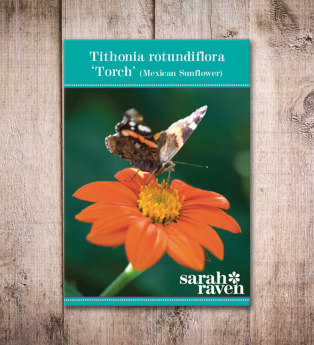 Sarah Raven Seeds Tithonia Torch Blumen 50 Samen Orange