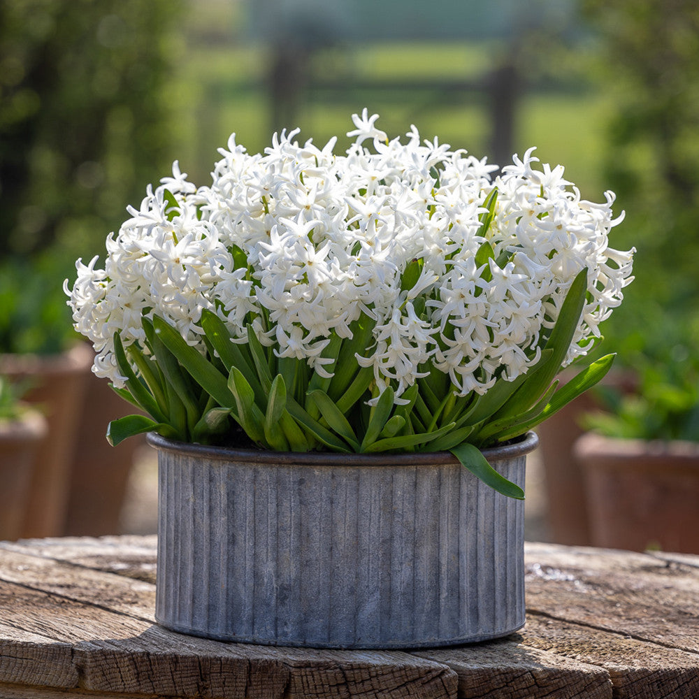 Sarah Raven Bulbs Hyacinthus orientalis White Blumenzwiebeln 5 Stück duftend