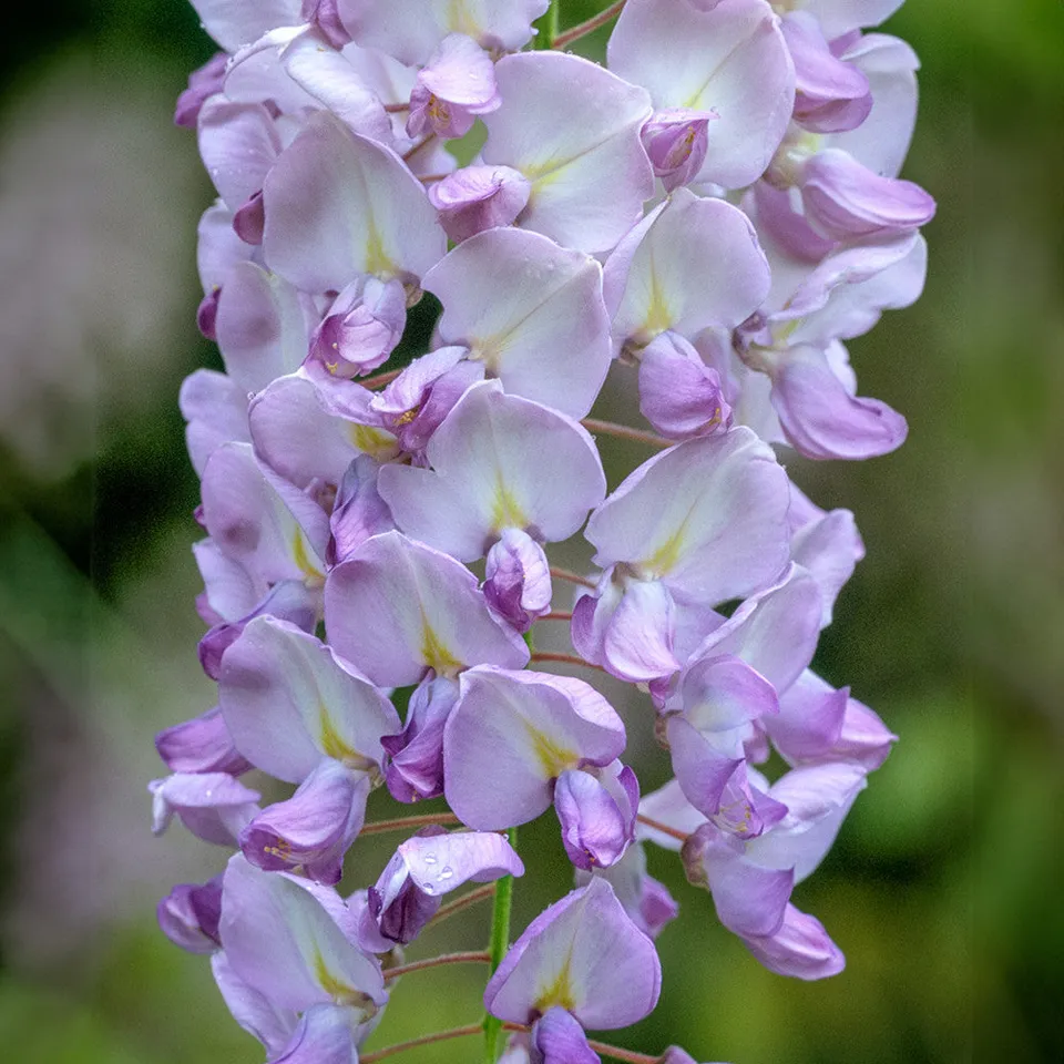 Sarah Raven Plants Wisteria Hon-beni Blauregen 1x2L rosa