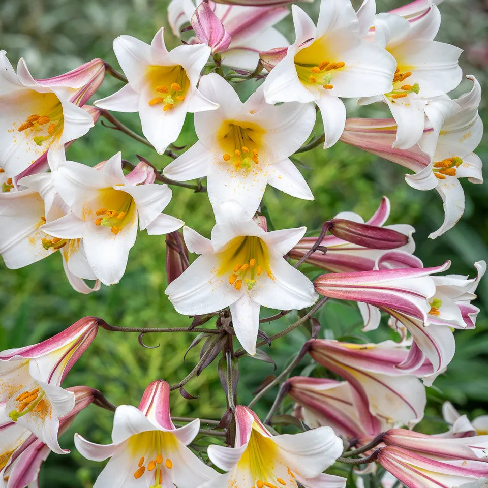 Sarah Raven Bulbs Lilium regale Blumenzwiebeln 3 Stück duftend