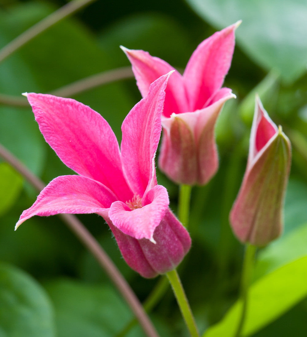 Sarah Raven Clematis texensis Princess Diana Clematis 2-L-Topf pink