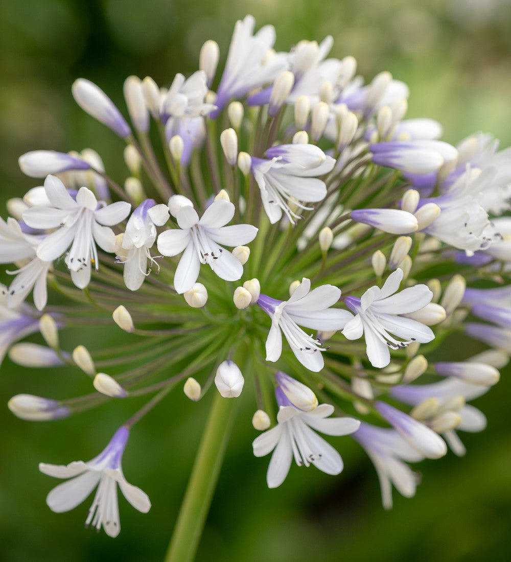 Sarah Raven Plants Agapanthus Queen Mum Pflanze 1x 2-Liter-Topf zweifarbig