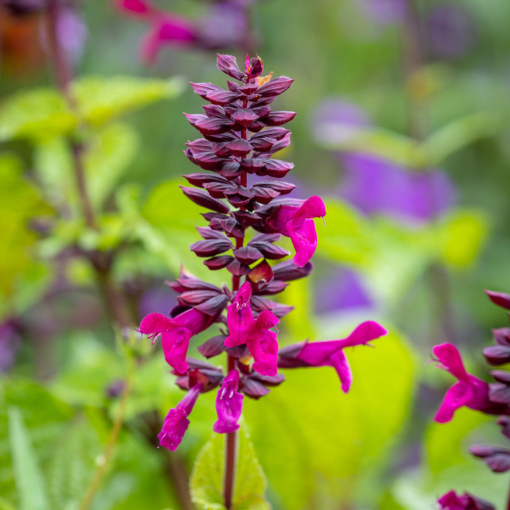 Sarah Raven Plants Salvia Rockin Fuschia Pflanze 2-Liter-Topf pink