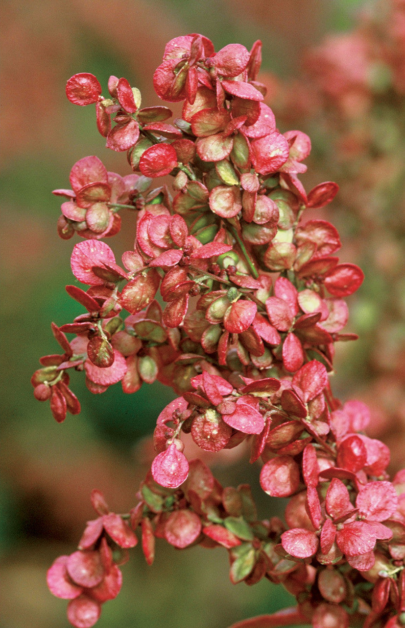 Sarah Raven Atriplex Gartenmelde Samen 200 Samen rot essbar