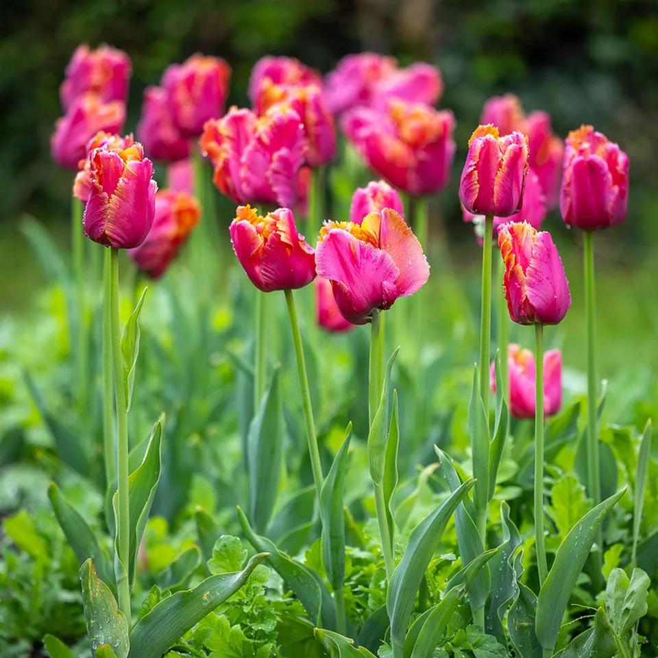 Sarah Raven Bulbs Tulpe Amazing Parrot Blumenzwiebeln 10 St