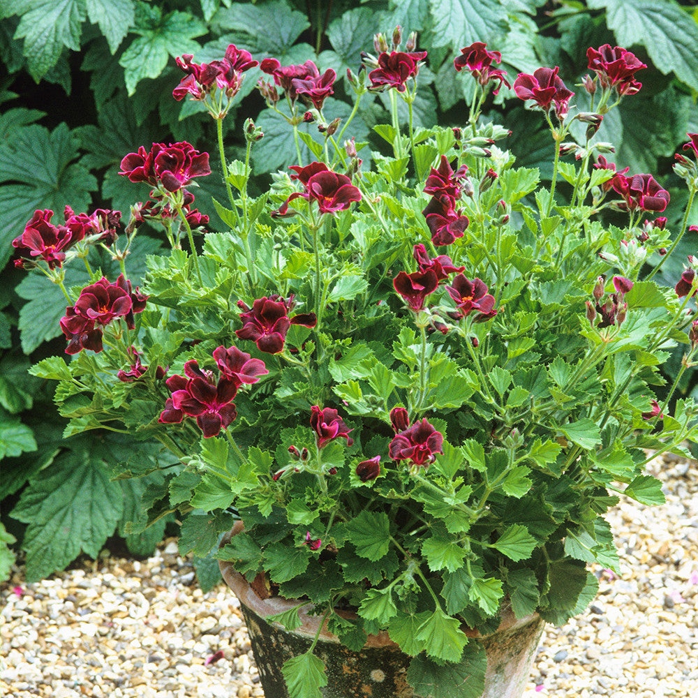 Sarah Raven Plants Pelargonium Lord Bute Geranie 3x 9cm Topf rot