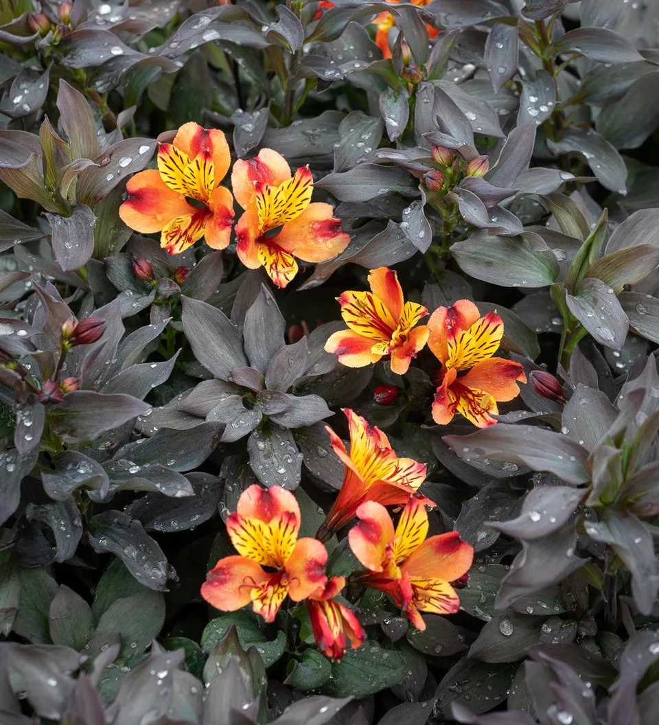 Sarah Raven Plants Alstroemeria Indian Summer Pflanze 2L orange