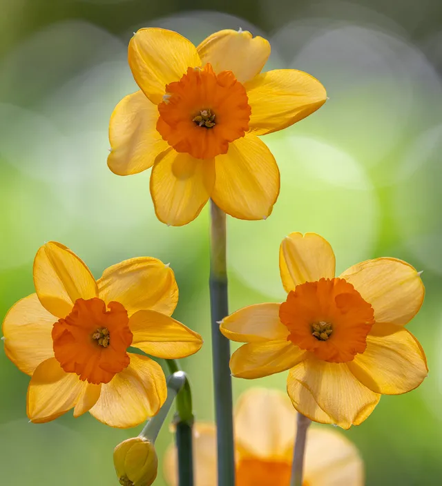 Sarah Raven Bulbs Narcissus 'Kedron' Narzissen 15 Zwiebeln duftend