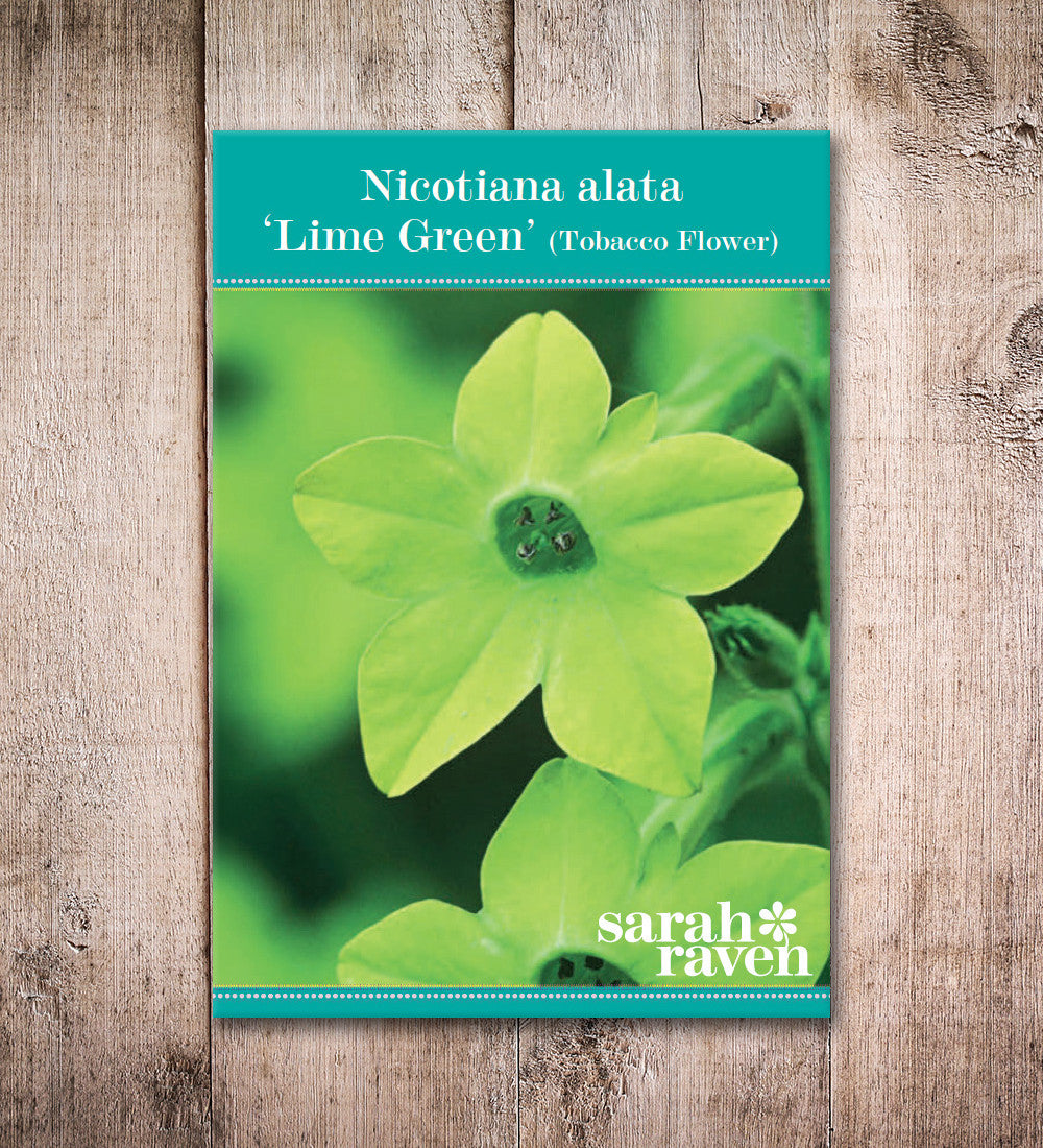 Sarah Raven Plants Nicotiana alata Lime Green Samen 100 Stück