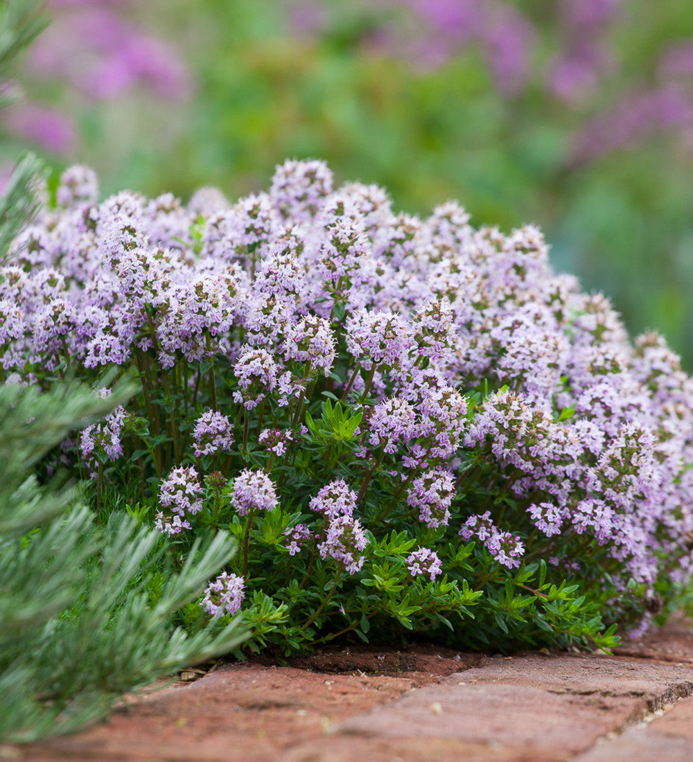 Sarah Raven Jekkas Thyme Thymian 3x9cm essbar