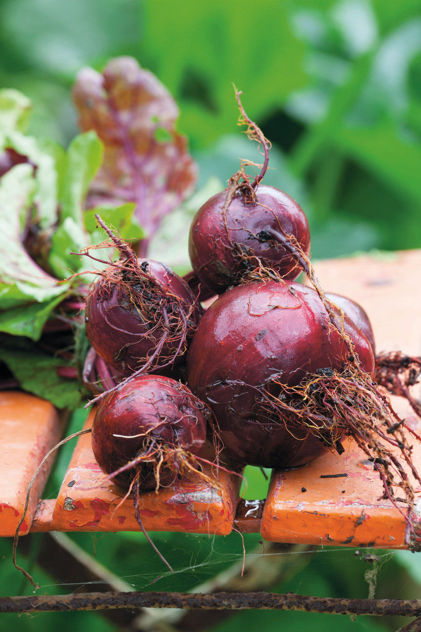 Sarah Raven Seeds Rote Bete Samen Kollektion 3 Packungen