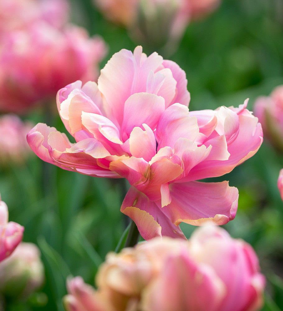 Sarah Raven Bulbs Tulip Pink Star Blumenzwiebeln 10 Stück gefüllt