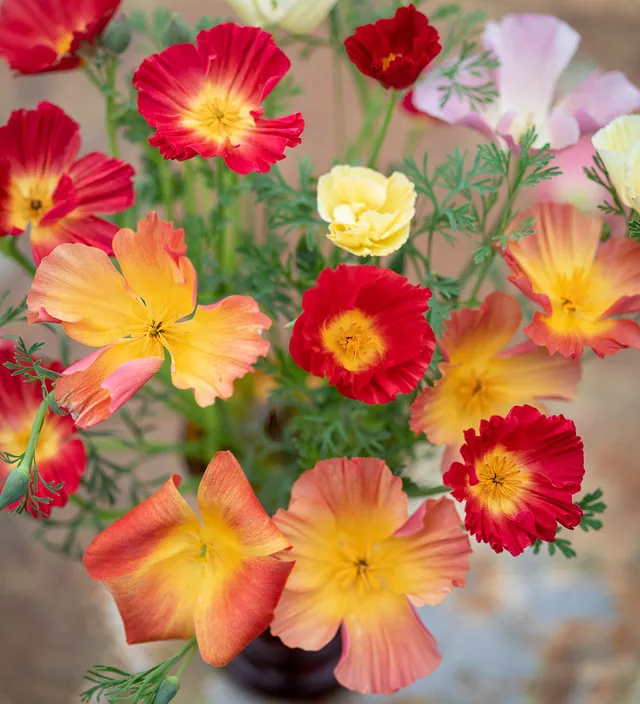 Sarah Raven Seeds Goldmohn Thai Silk Samen 200 Stück Mix