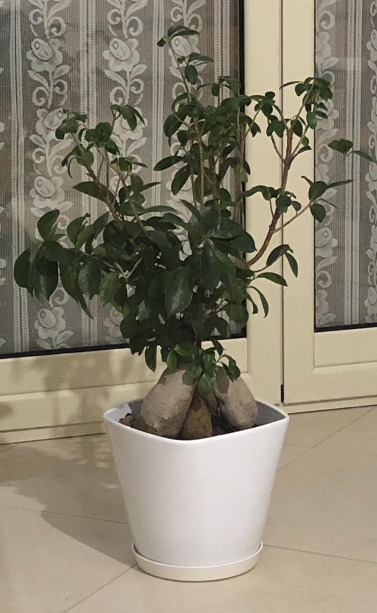 elho Loft Urban Untersetzer Rund 14cm Ocker